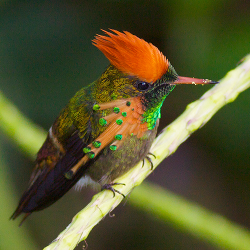 Tufted Coquette 