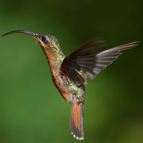 Rufous-breasted Hermit 