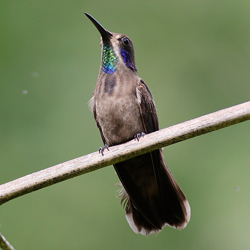 Brown Violetear 