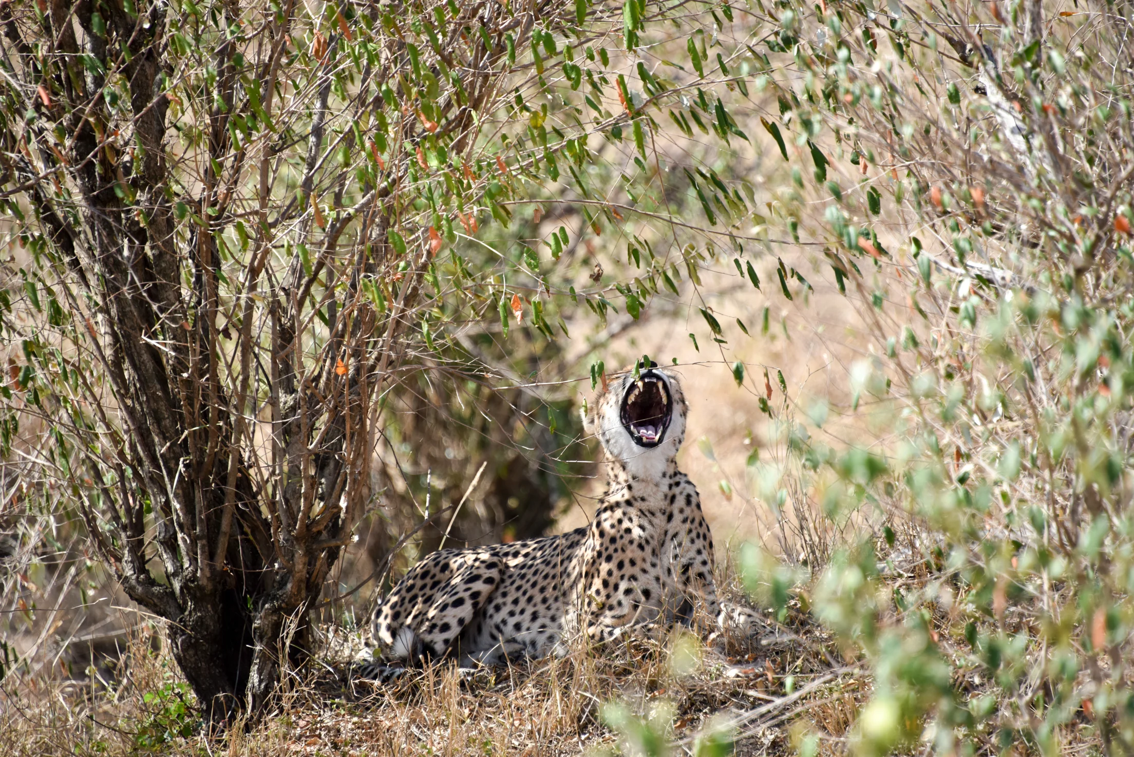 Kenya and the wild