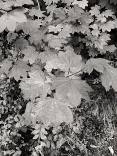 Beginnings, Endings and That Place In-Between: A Women's SoulCollage® Retreat