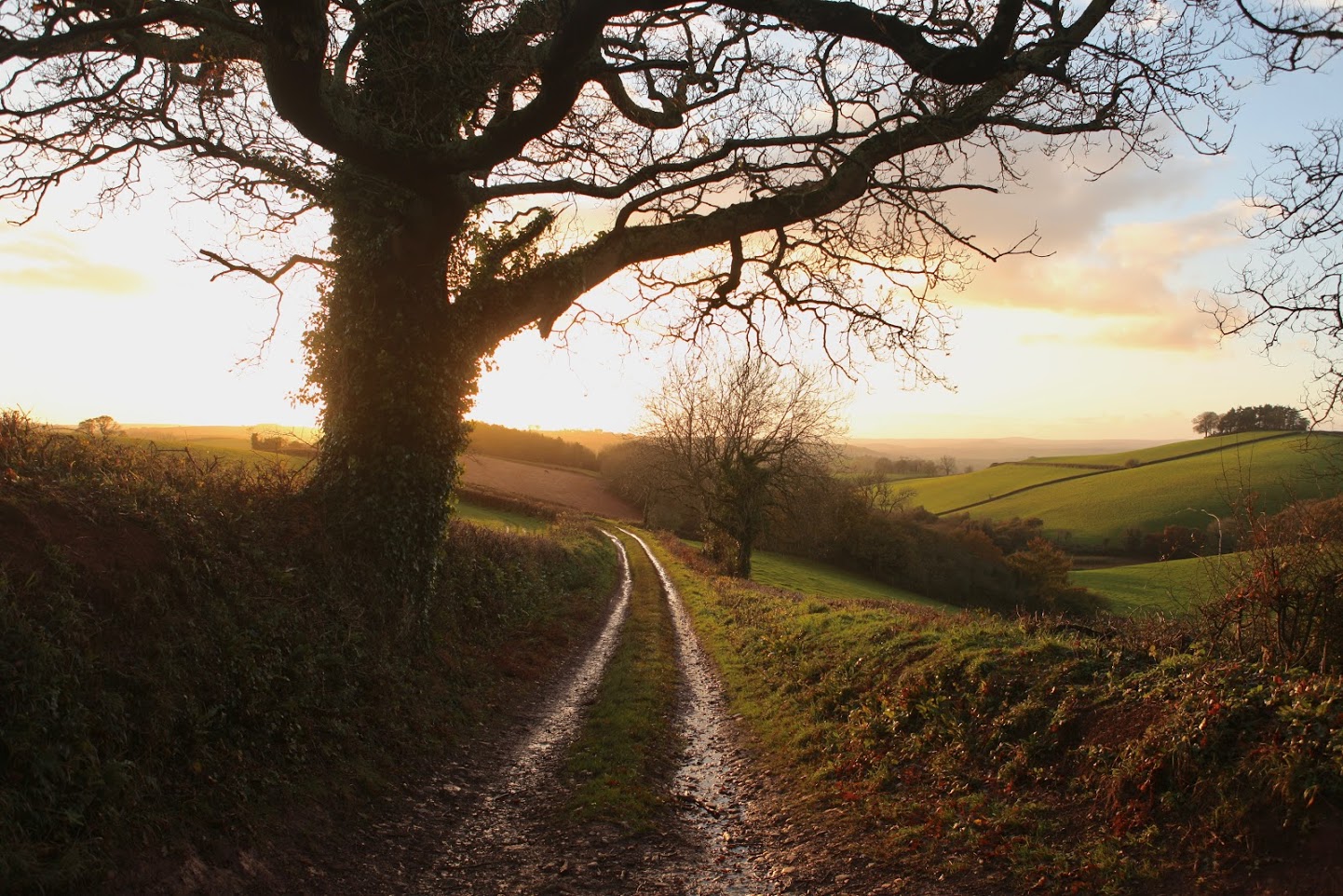 Devon Country Lane.jpg