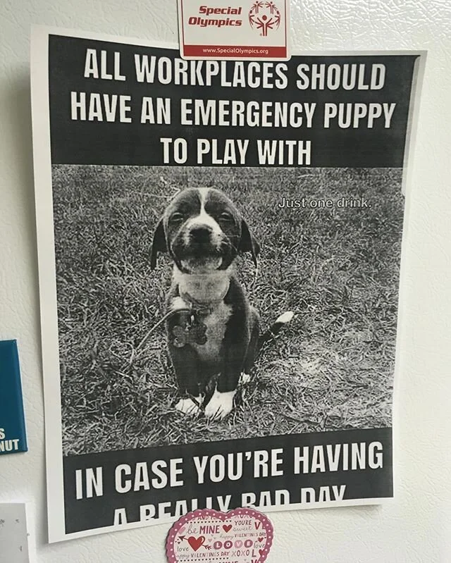 Meanwhile I work in a place that not only doesn’t have an emergency puppy, but actively reminds us there is nothing to help us through these monotony filled days and to provide any form of joy or relief to our tiny, pathetic lives that are spen