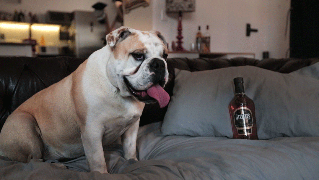 Grants Whiskey, Dog