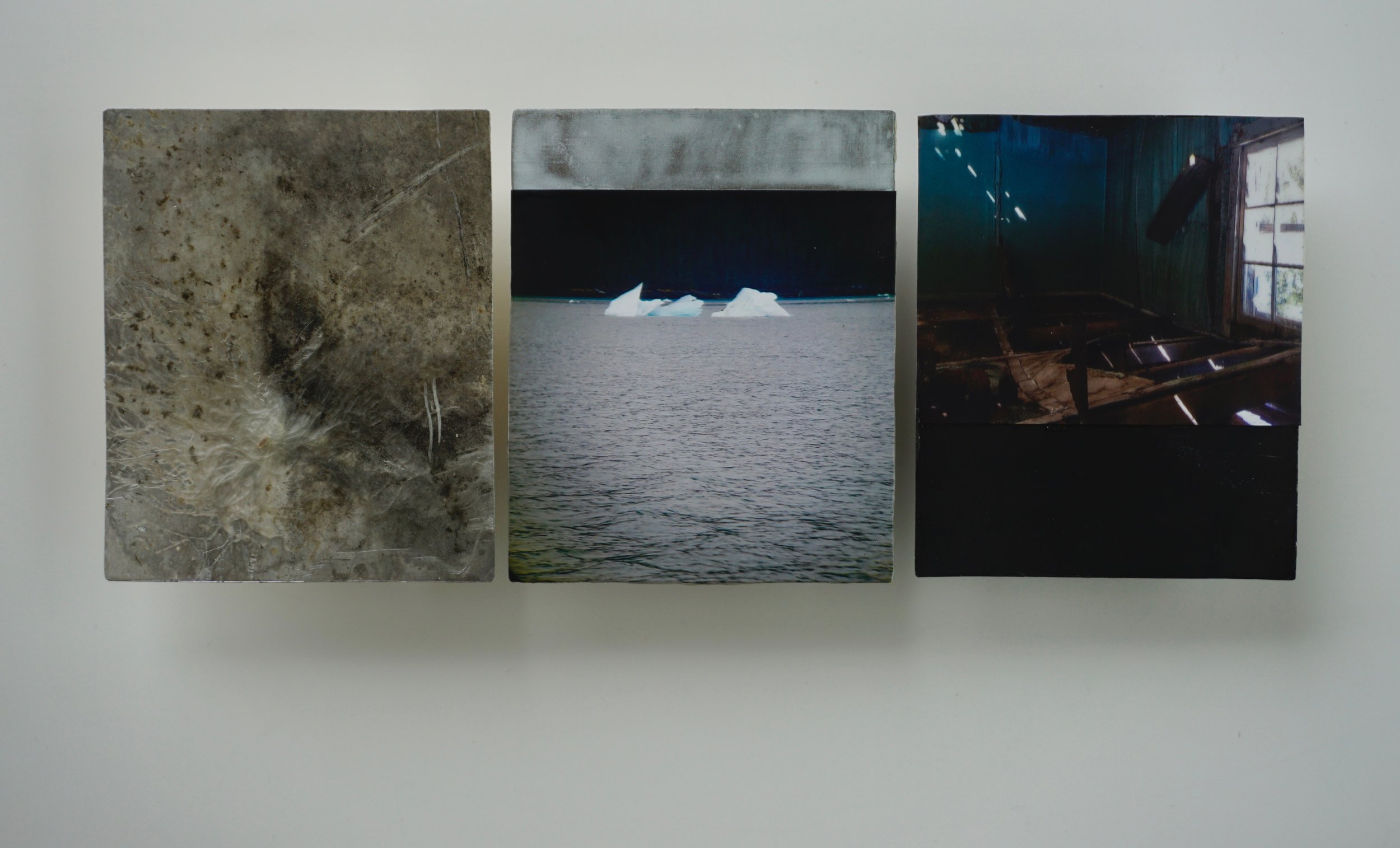 “How do I accept the reality of the word extinction?” for Eva Saulitis