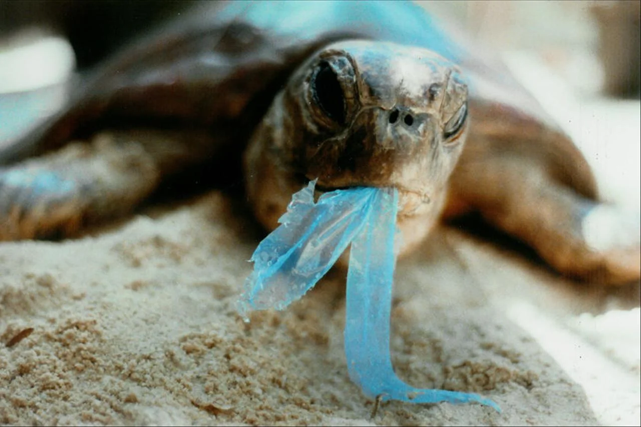 Sea Turtles Eating More Plastic Than Ever Before