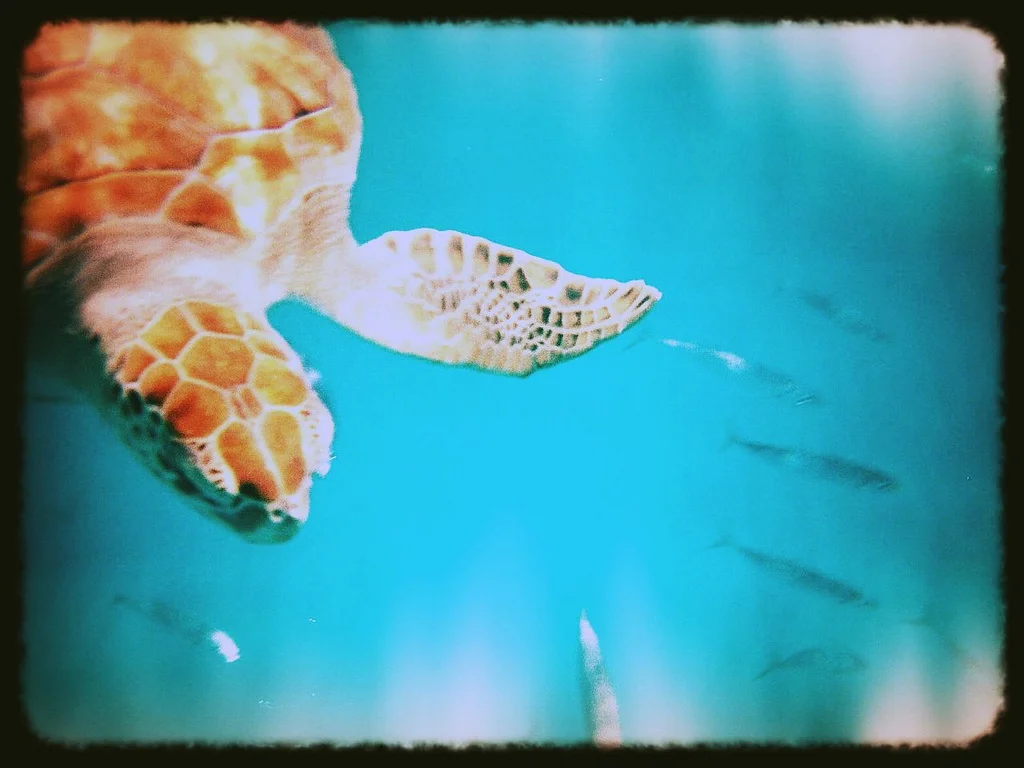 Over Half the World's Sea Turtles Have Eaten Plastic