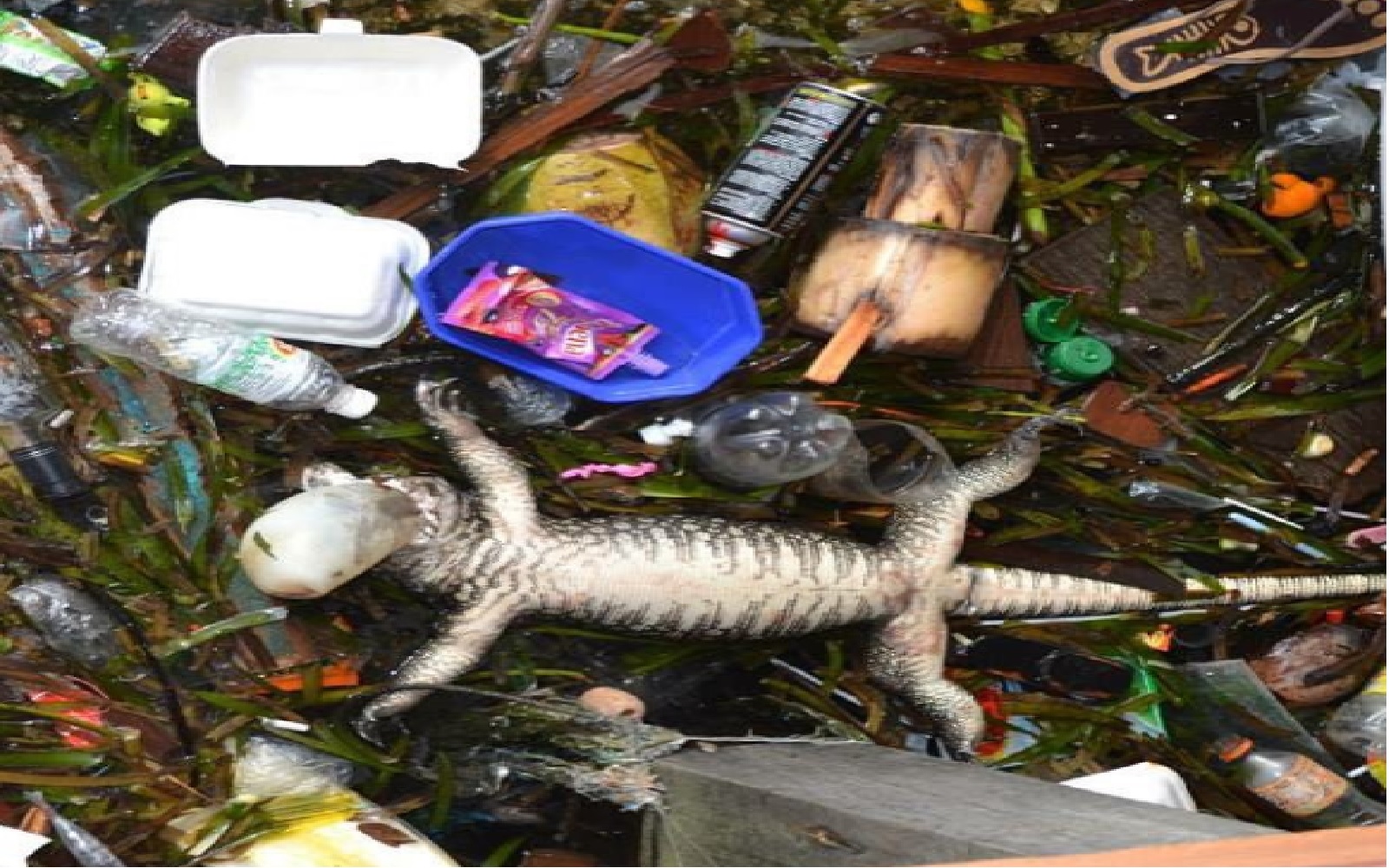 scuba-trashed-beach-2.jpg
