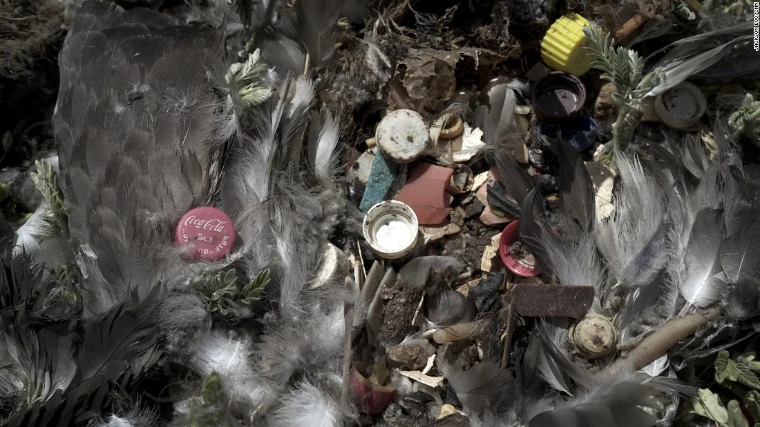 Fighting Mass Extinction Together