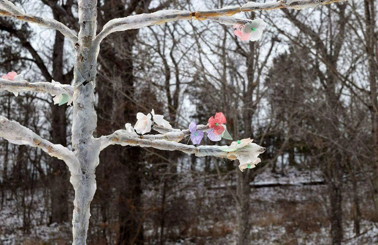 Ghost Tree: The Tree That Never Lived