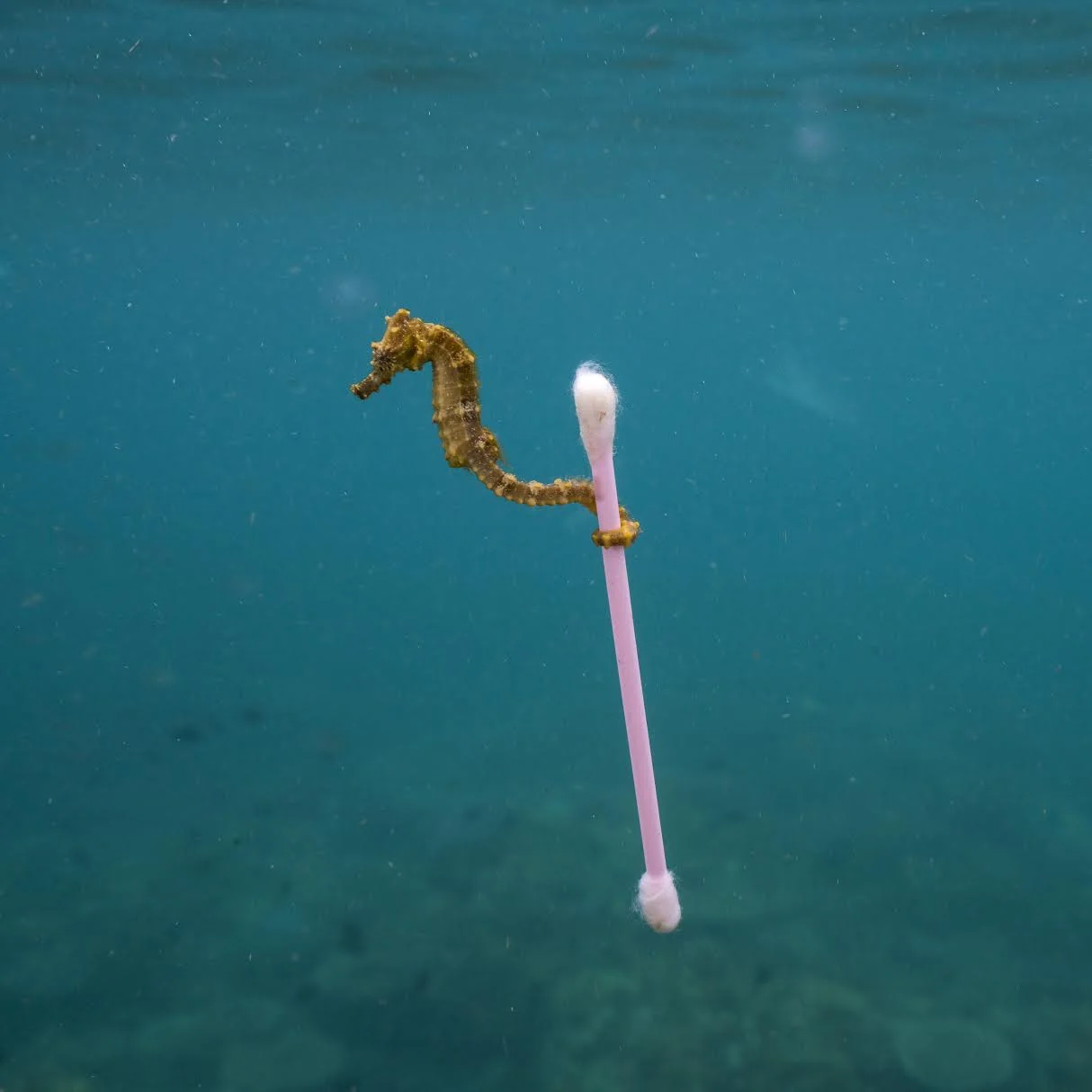 The Story Behind that Viral Seahorse Photo