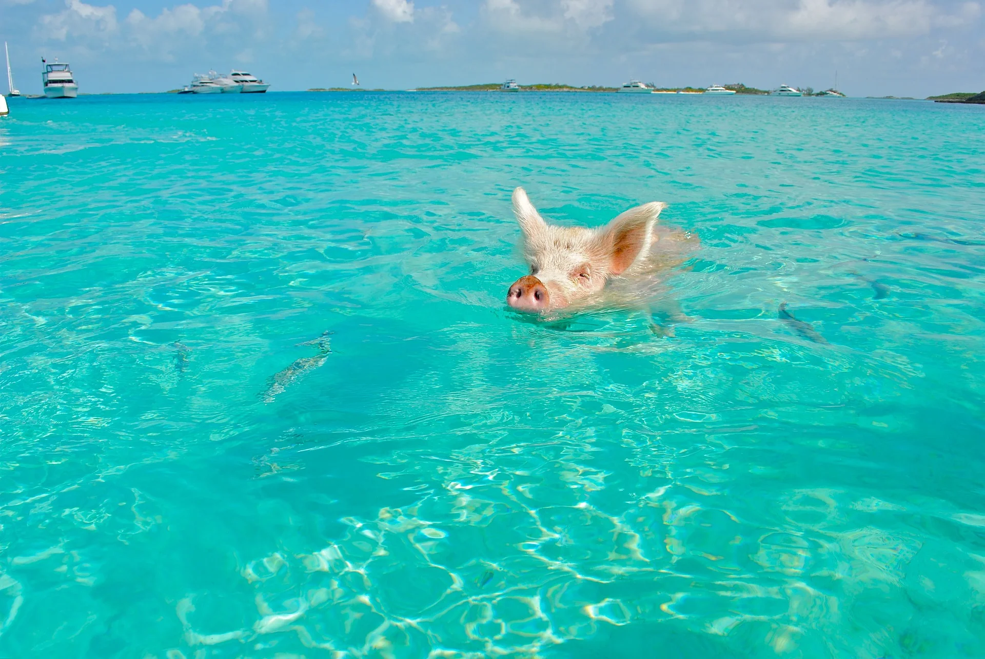 The Bahamas To Ban Plastic Bags
