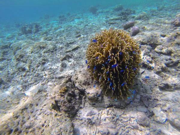 Unseen: How are microplastics impacting our ocean and ourselves?