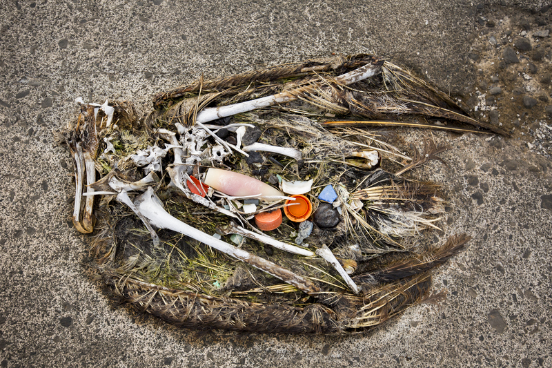 A dead albatross with plastic caps in its stomach. Photo by Tandem Stills + Motion. 