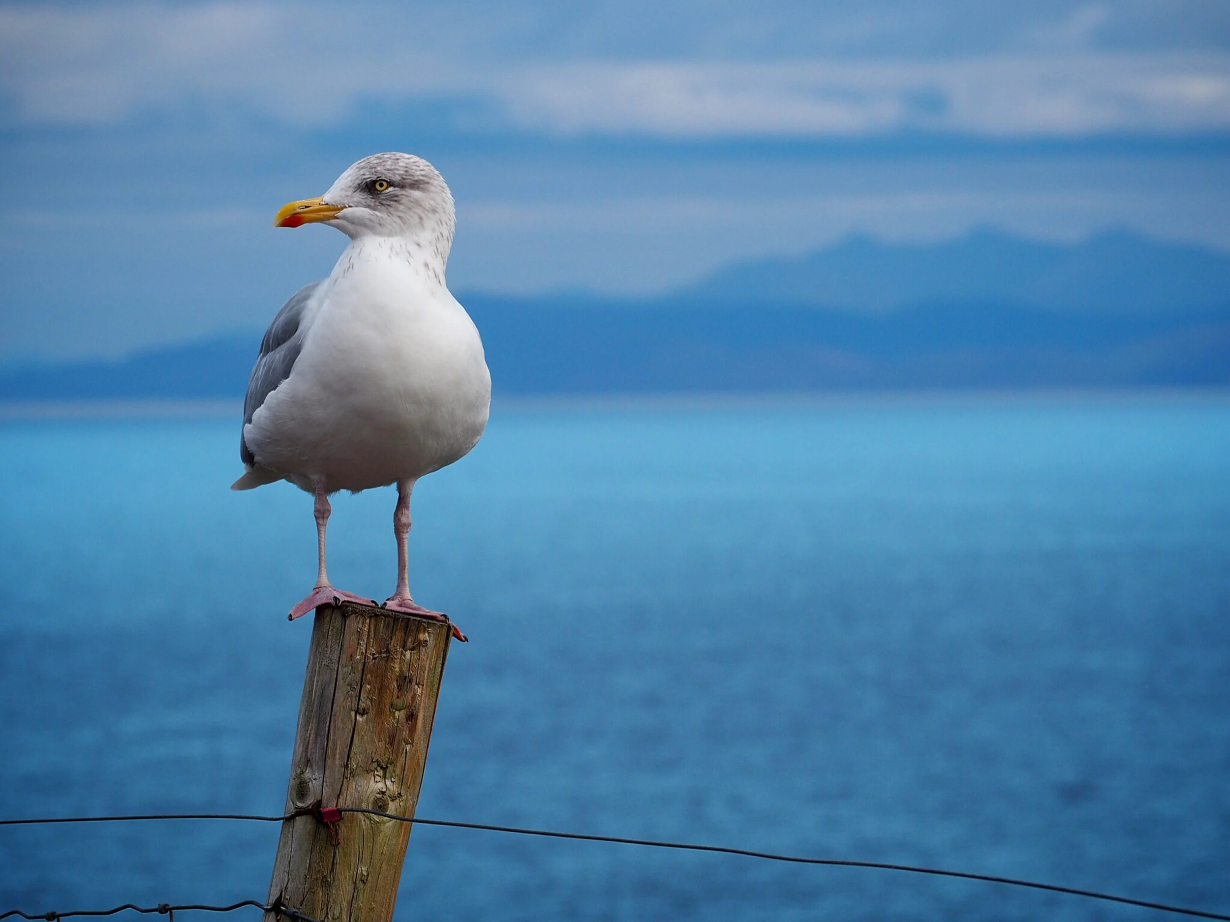 Plastic Pollution & Martha's Vineyard
