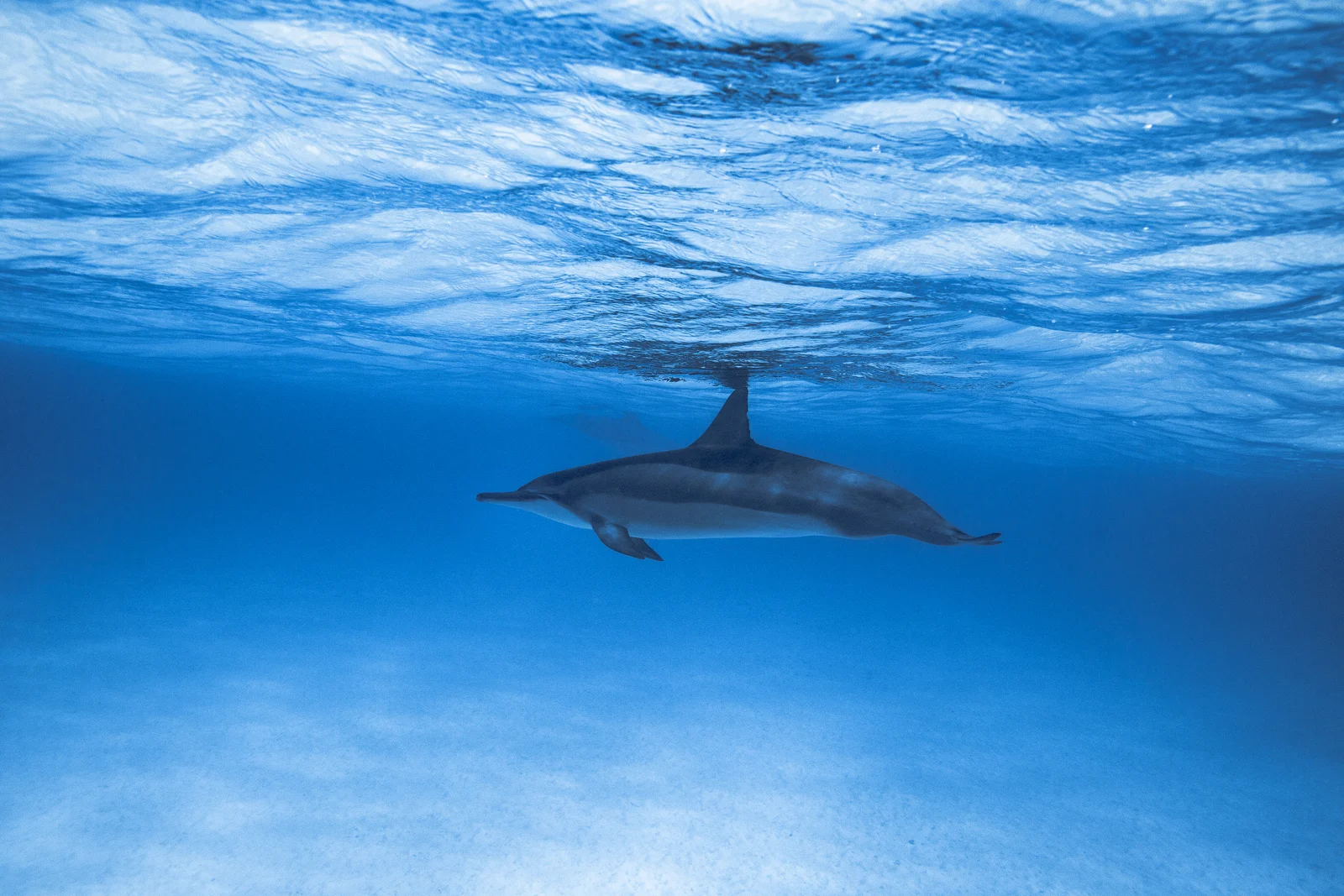 What scuba diving can teach us about plastic pollution