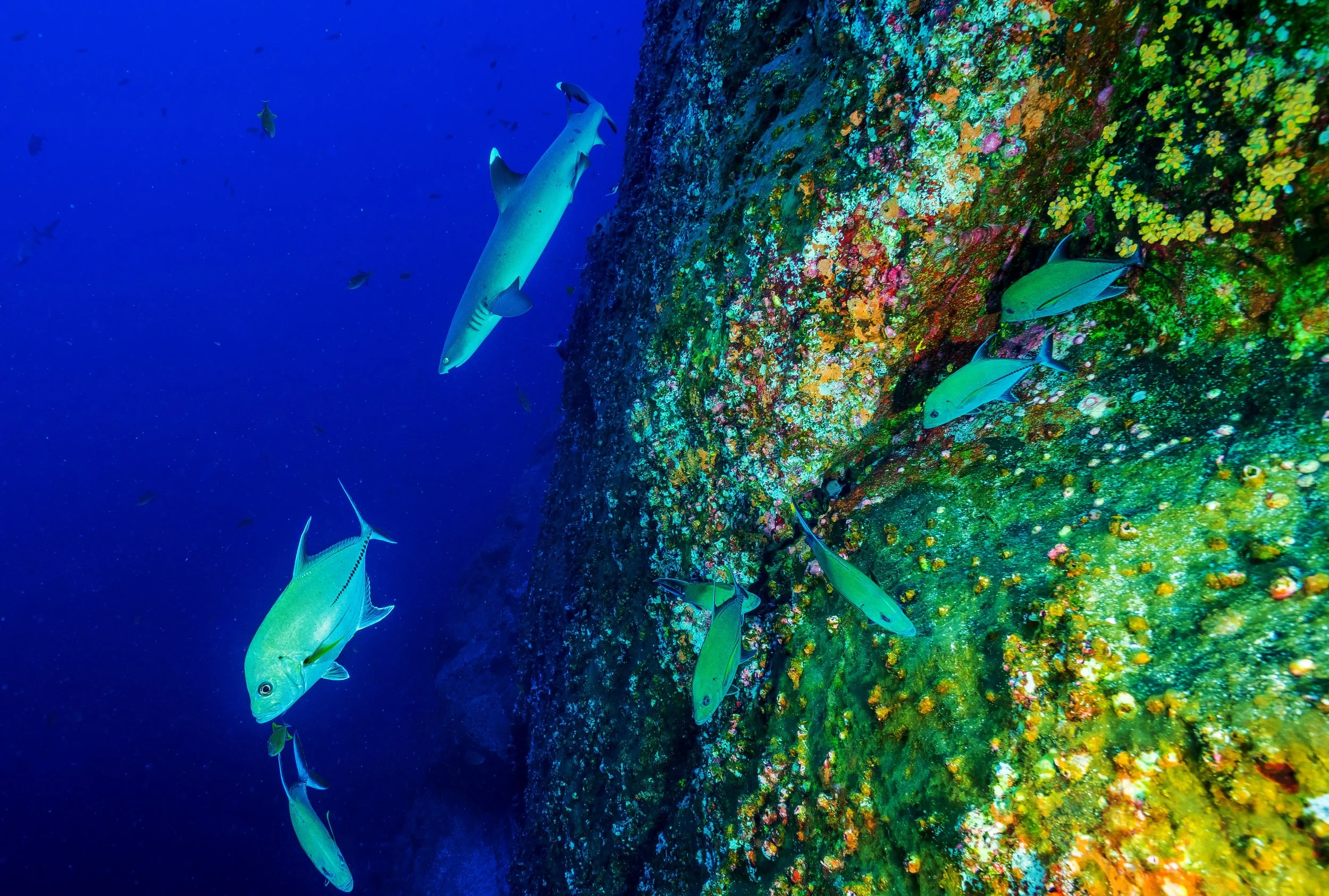 IPEN releases Ocean Pollutants Guide: Threat of toxic chemicals in plastic to human health and marine life 