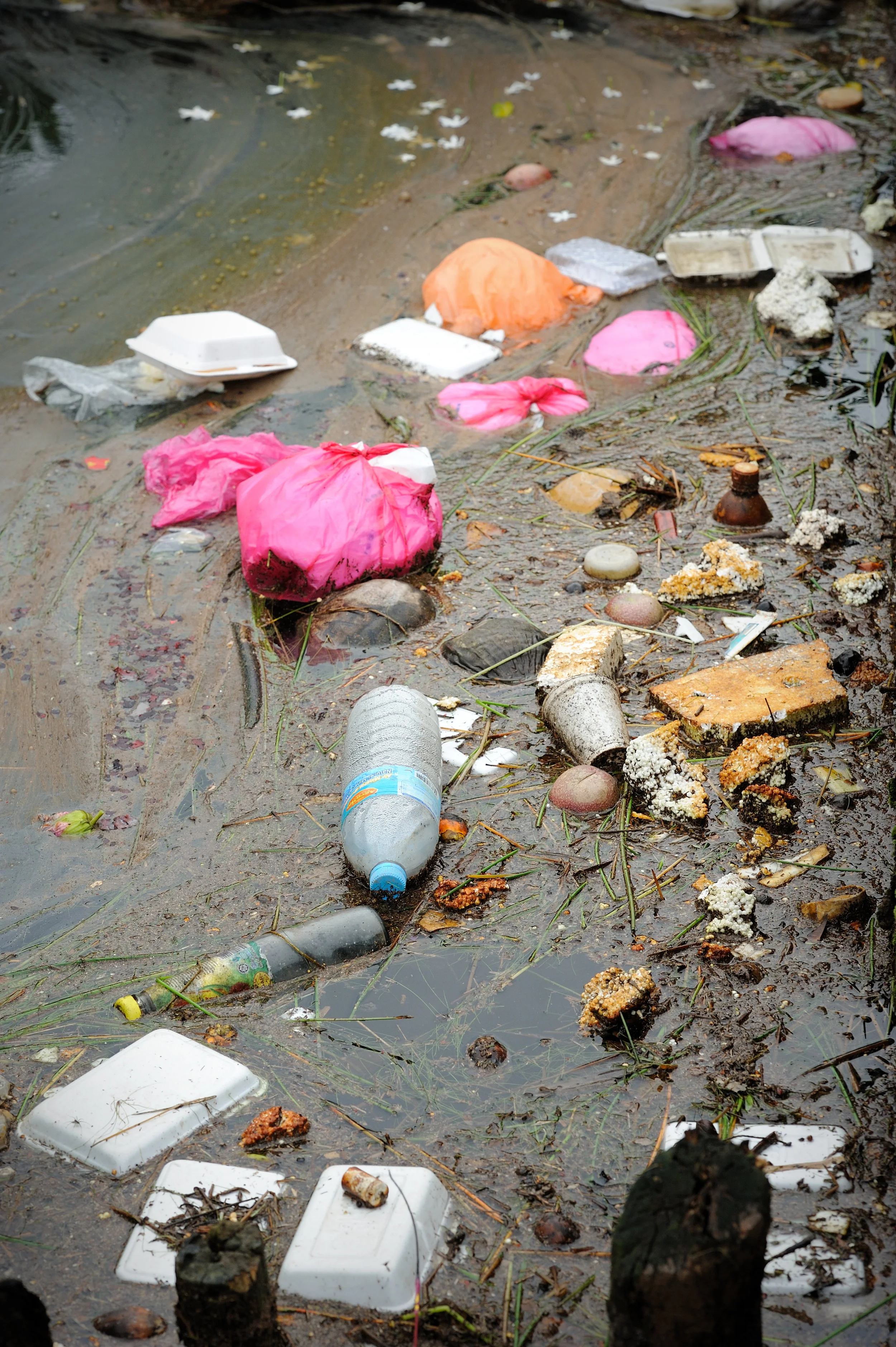 Global Fast Food Survey Ranks Companies on Single-Use Plastic