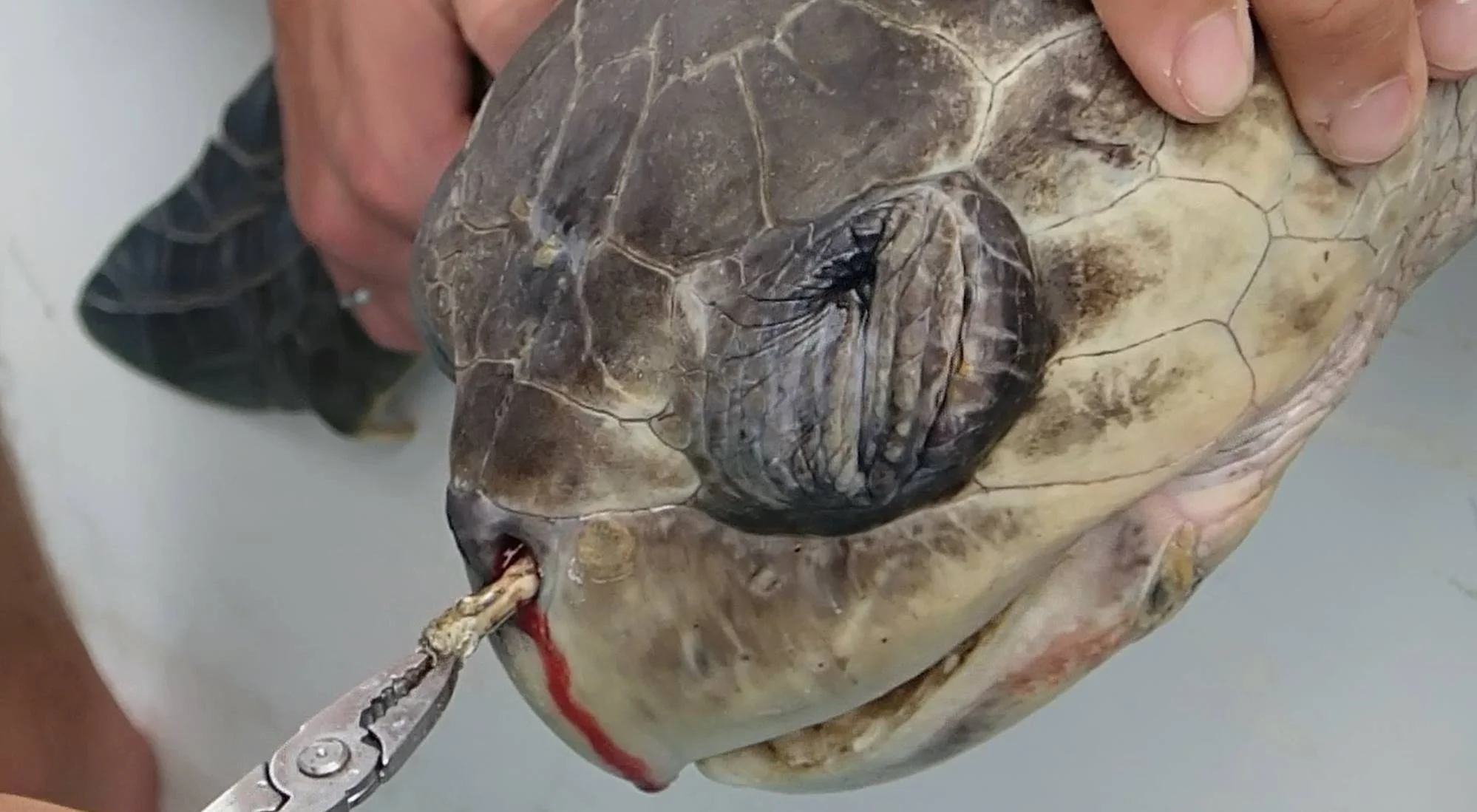 The Turtle That Became the Anti-Plastic Straw Poster Child