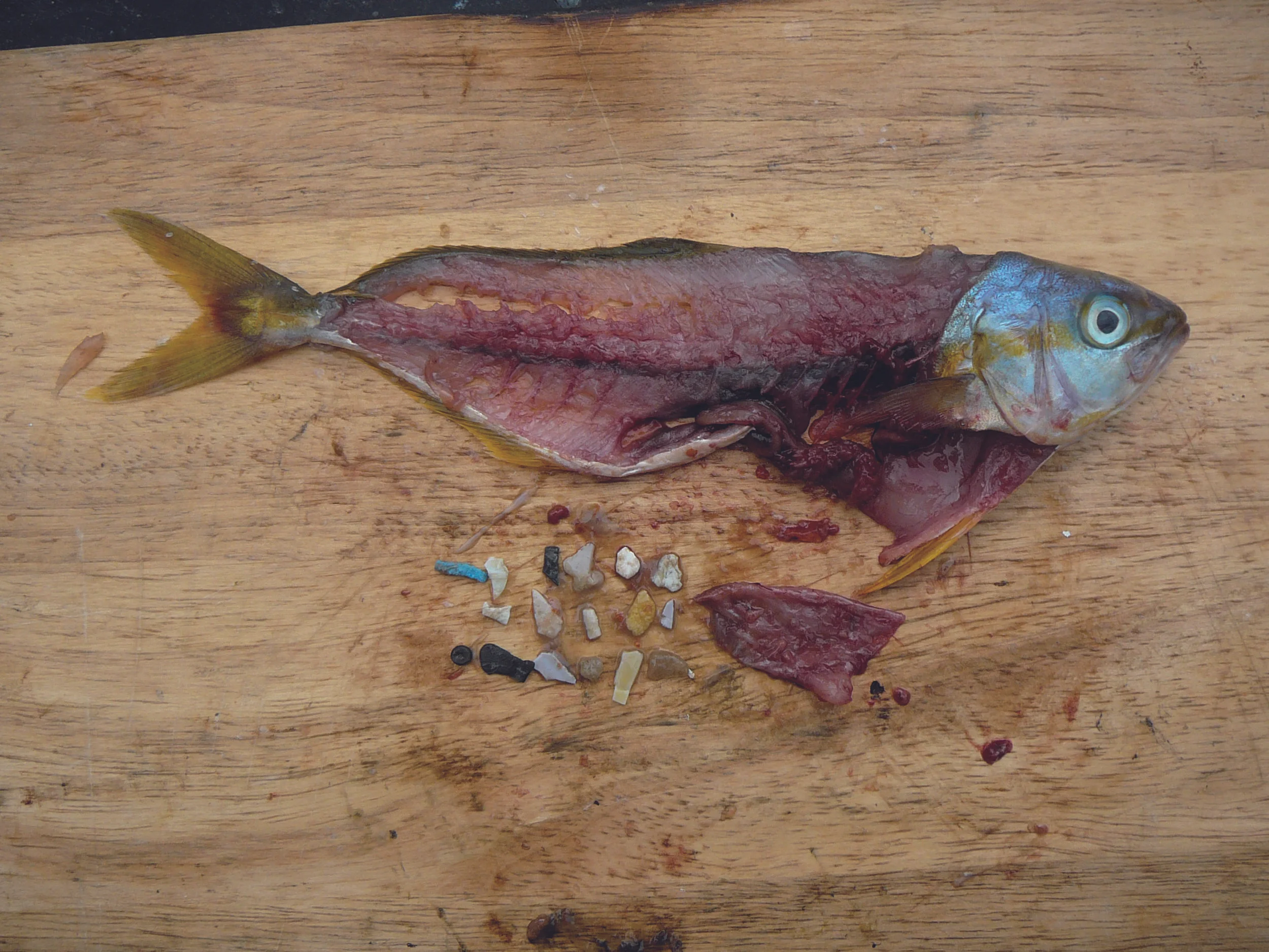 A fish with microplastics. Photo by Marcus Eriksen, 5 Gyres, courtesy of Plastic Soup.
