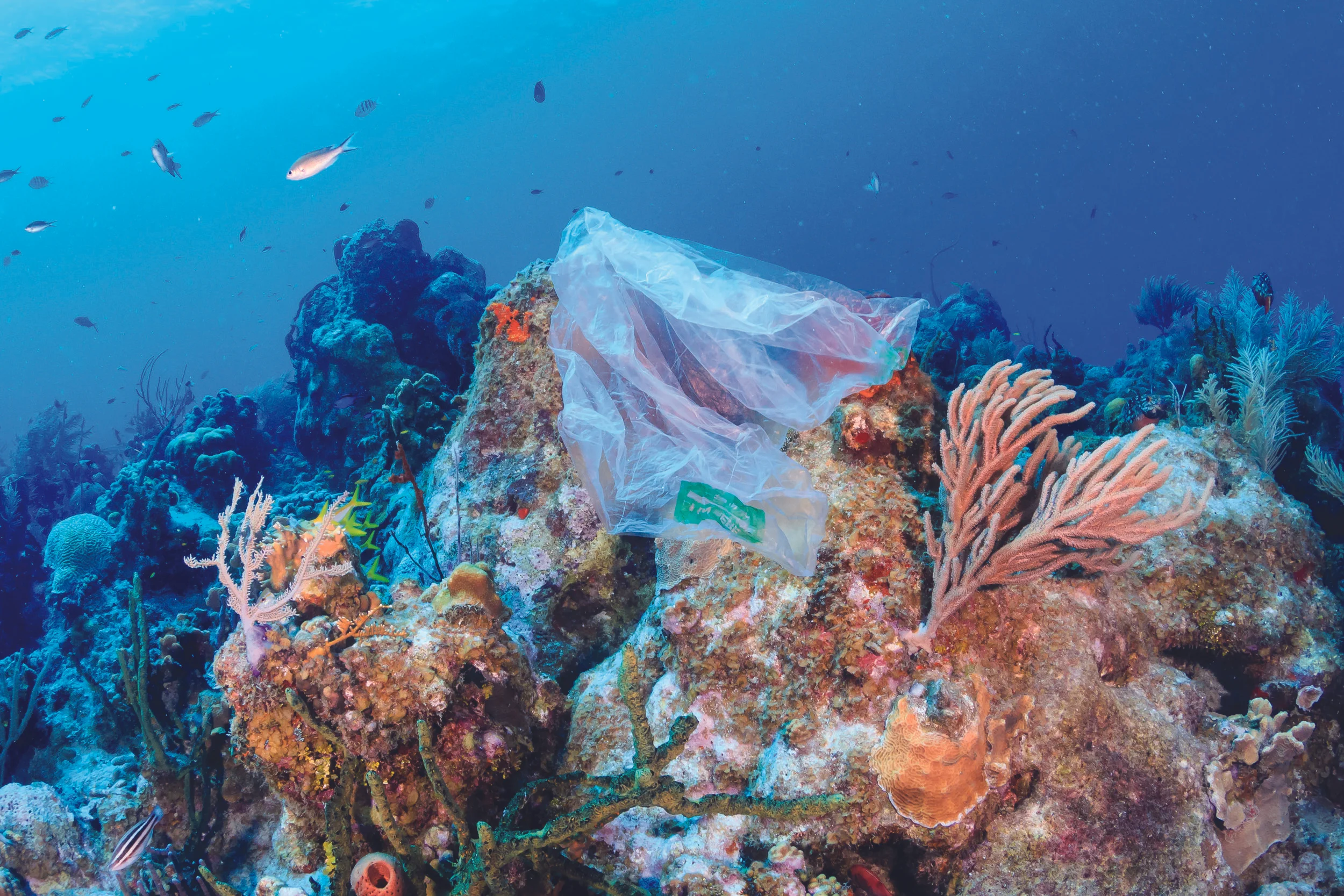 Q&amp;A with the Author of 'Plastic Soup'