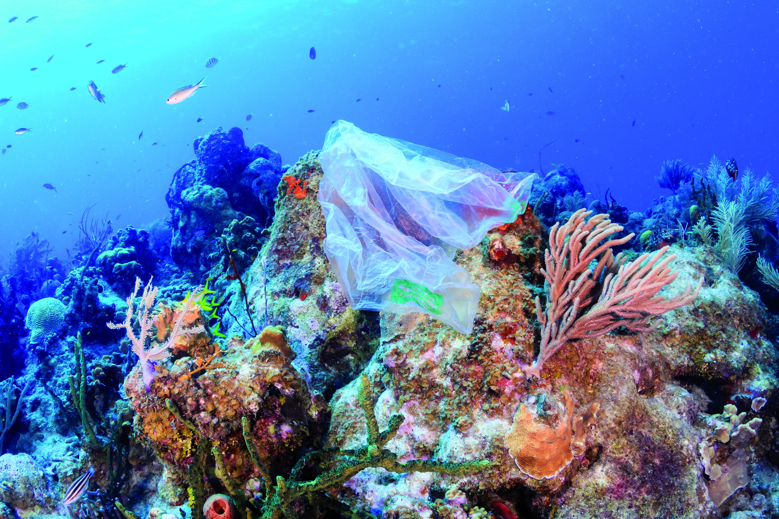 Urge U.S. Congress to Stop Pro-Plastic Legislation