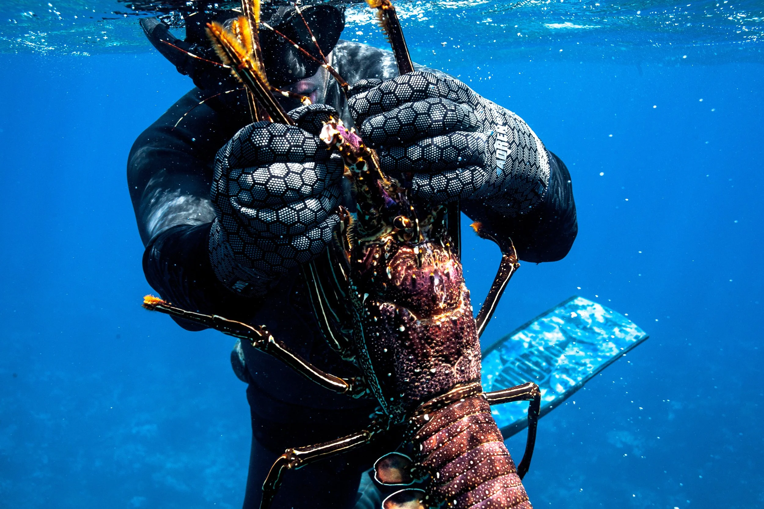 Underwater diver catching a lobster.