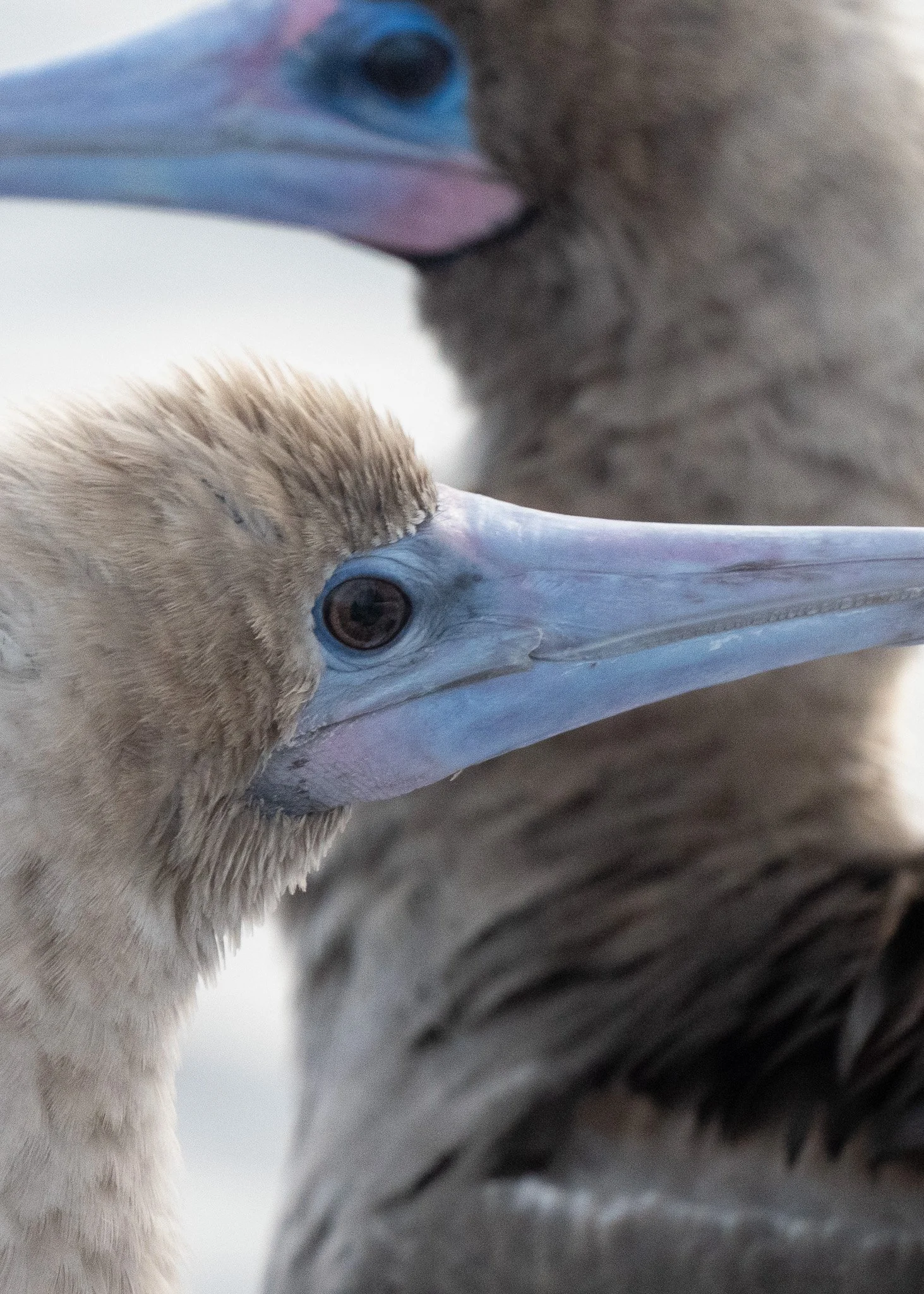 Pacific Ocean Crossing [2023]