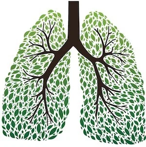 Lungs-as-trees.jpg