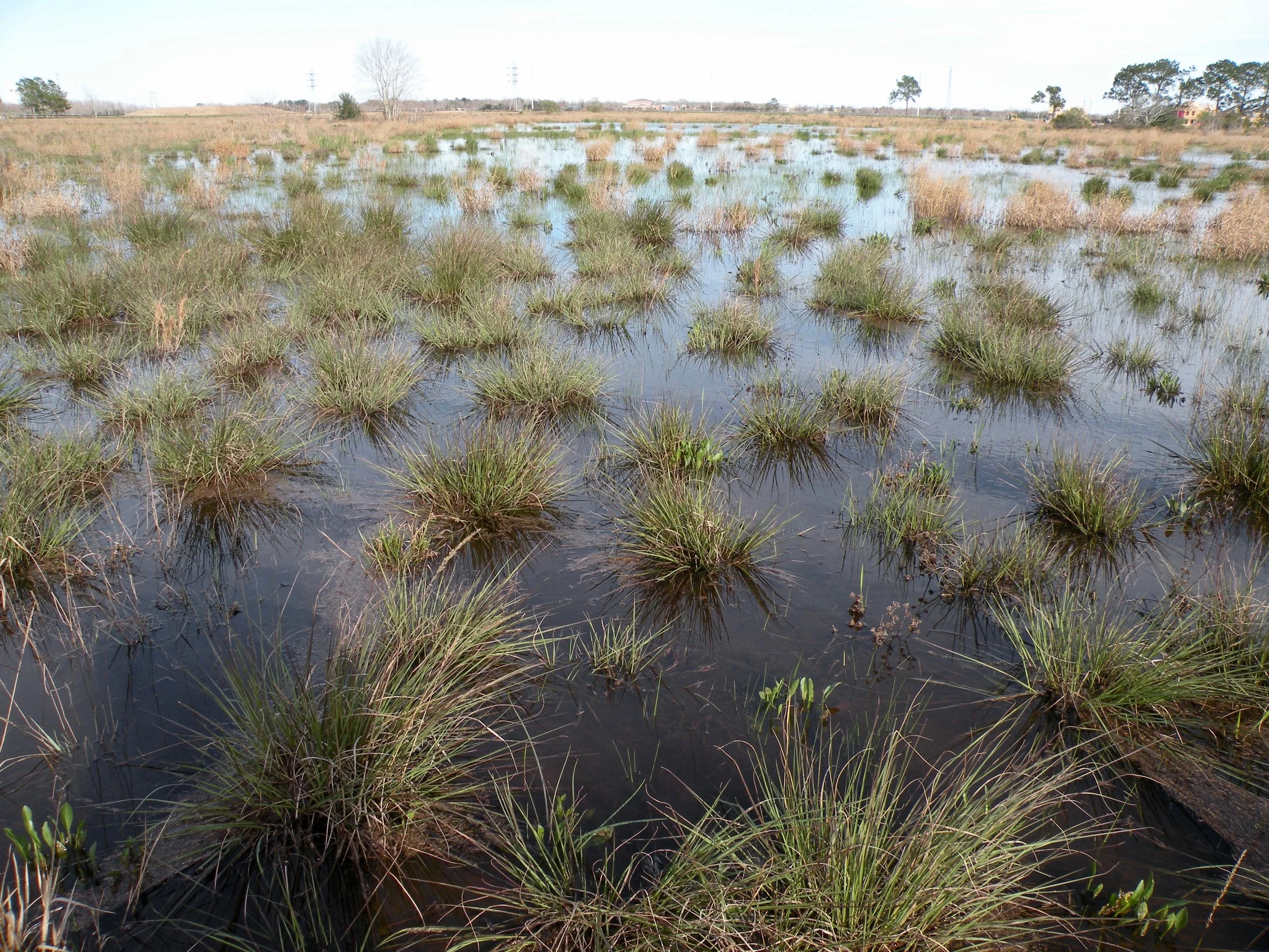 A prairie pothole at Native Prairie Association of Texas's Lawther-Deer Park Prairie Photo by Don Verser