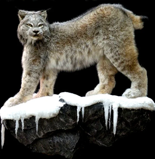 lynx.jpg