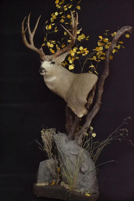 muledeerpedestal.jpg