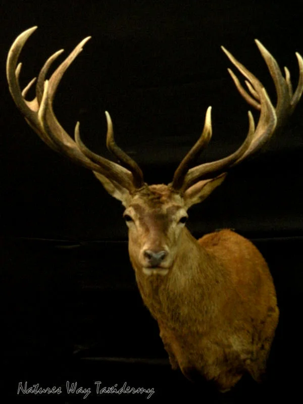 red stag2.jpg