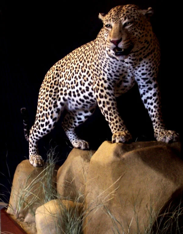 Gallery — Nature's Way Taxidermy