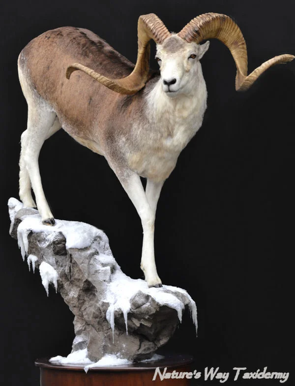 argali-black.jpg
