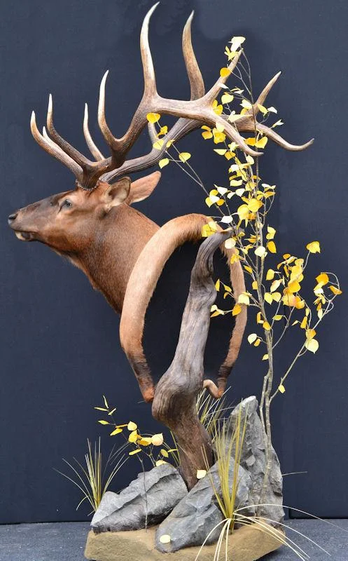 elk1.jpg