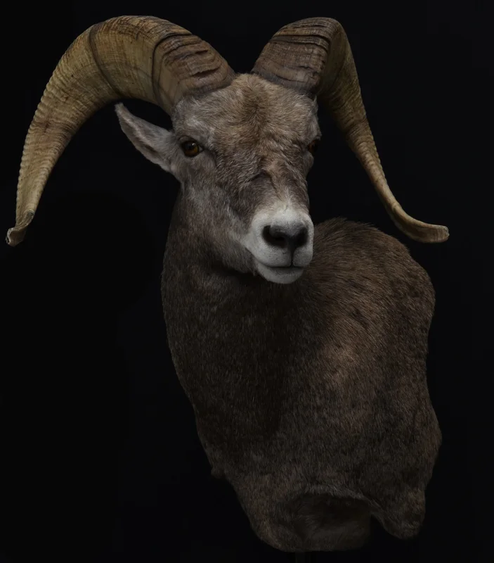 California bighorn sh