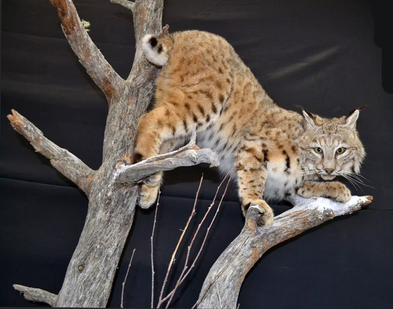 life size bobcat