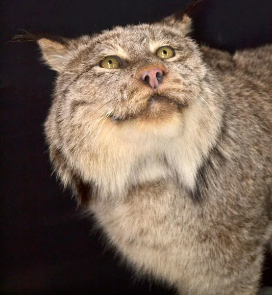 lynx