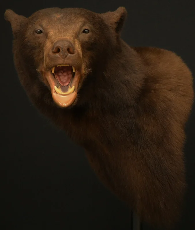bear wall pedas