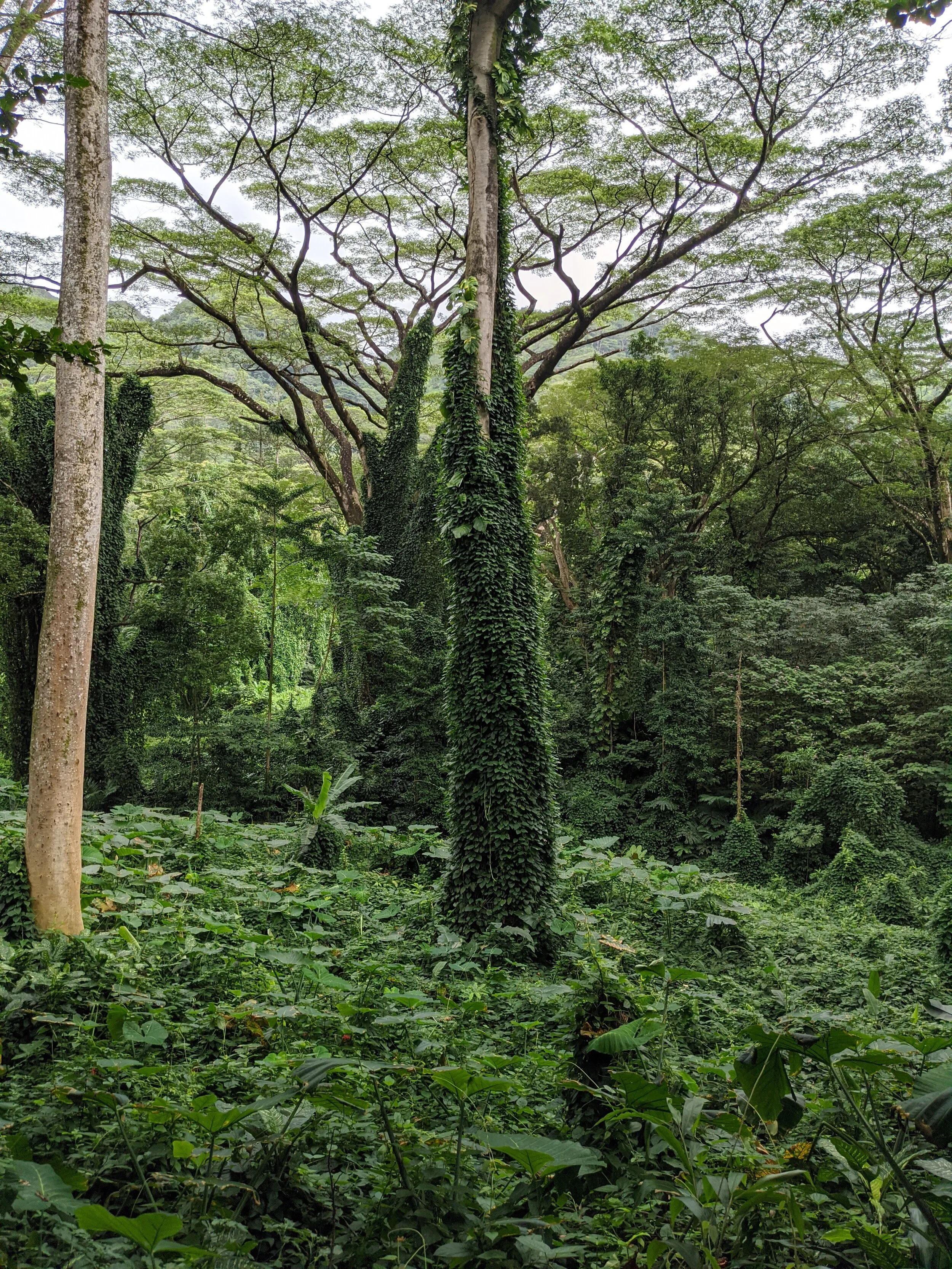 trees.jpg