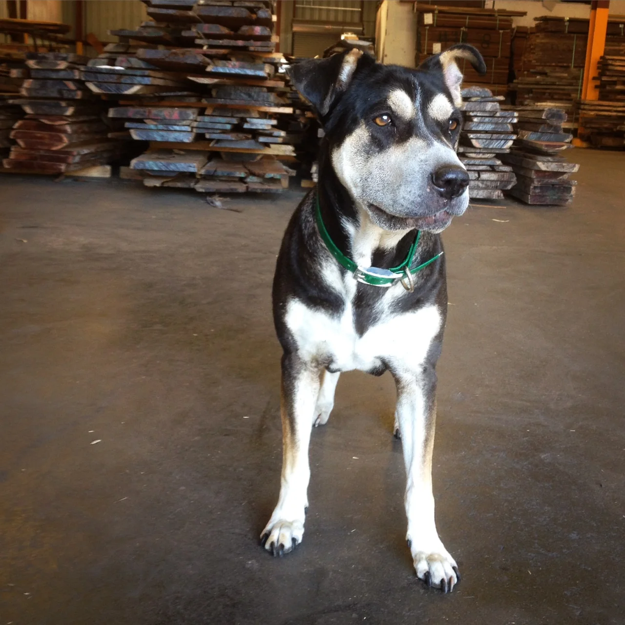Banjo loves shopping for wood!