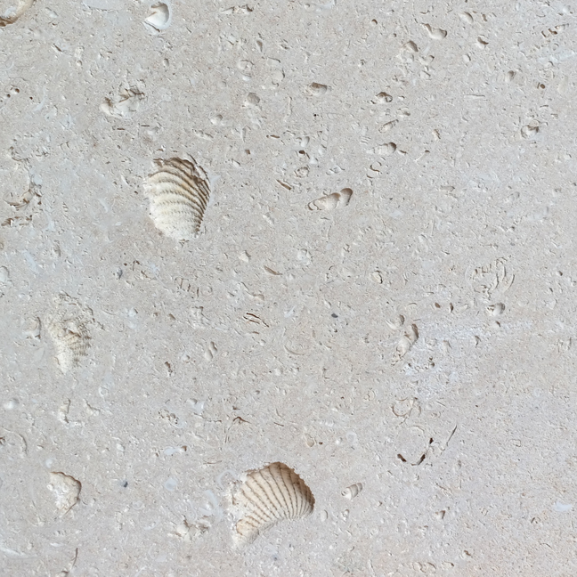 YUCCASTUFF_MATERIALS_CORDOVA SHELL LIMESTONE.jpg