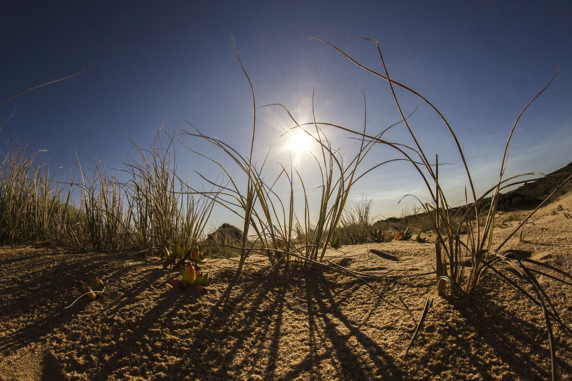 mornington plant glare.JPG
