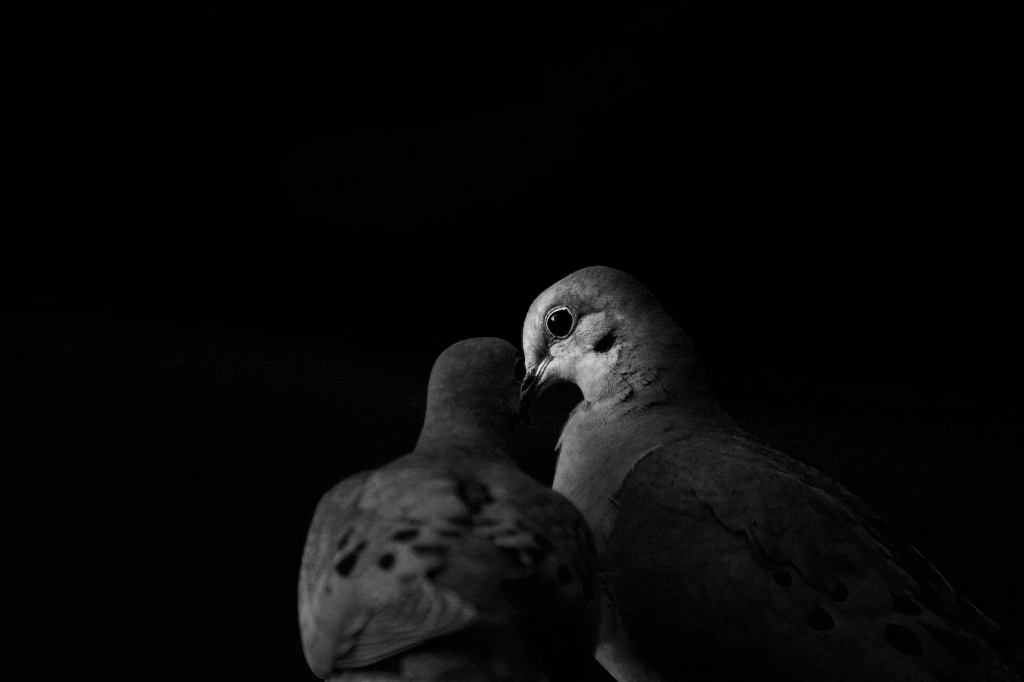 dove-love-B&w.jpg