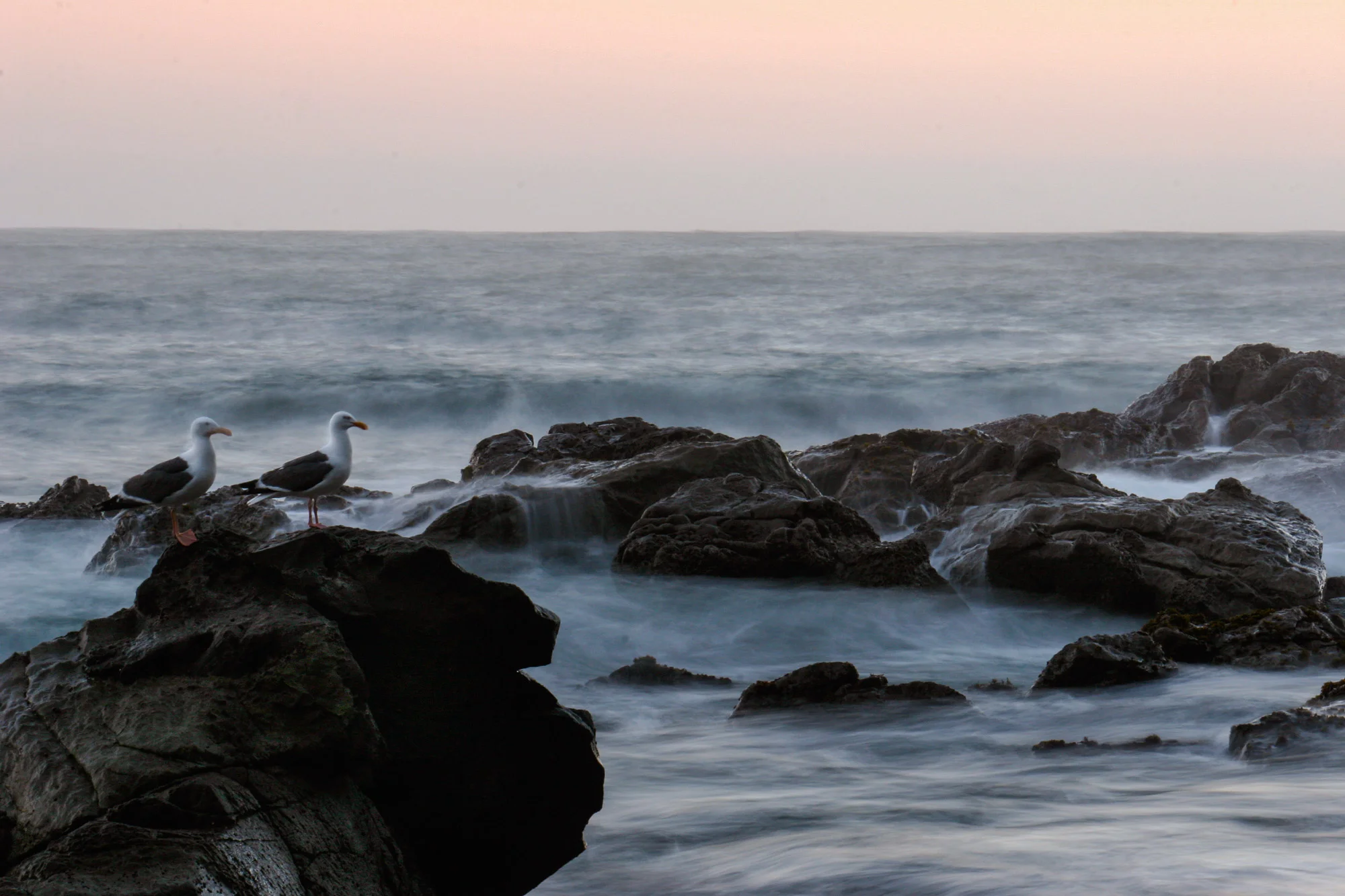 birds-on-rock-2.jpg