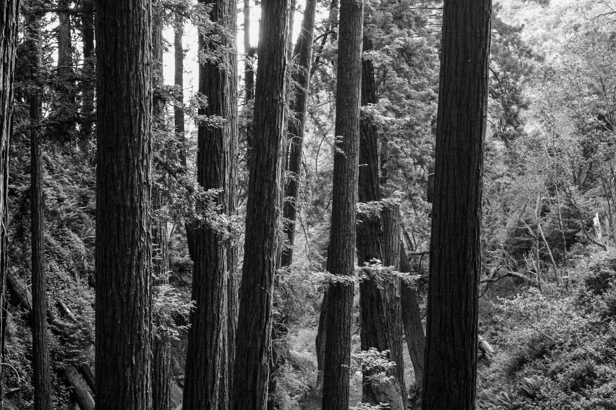 redwoods.jpg