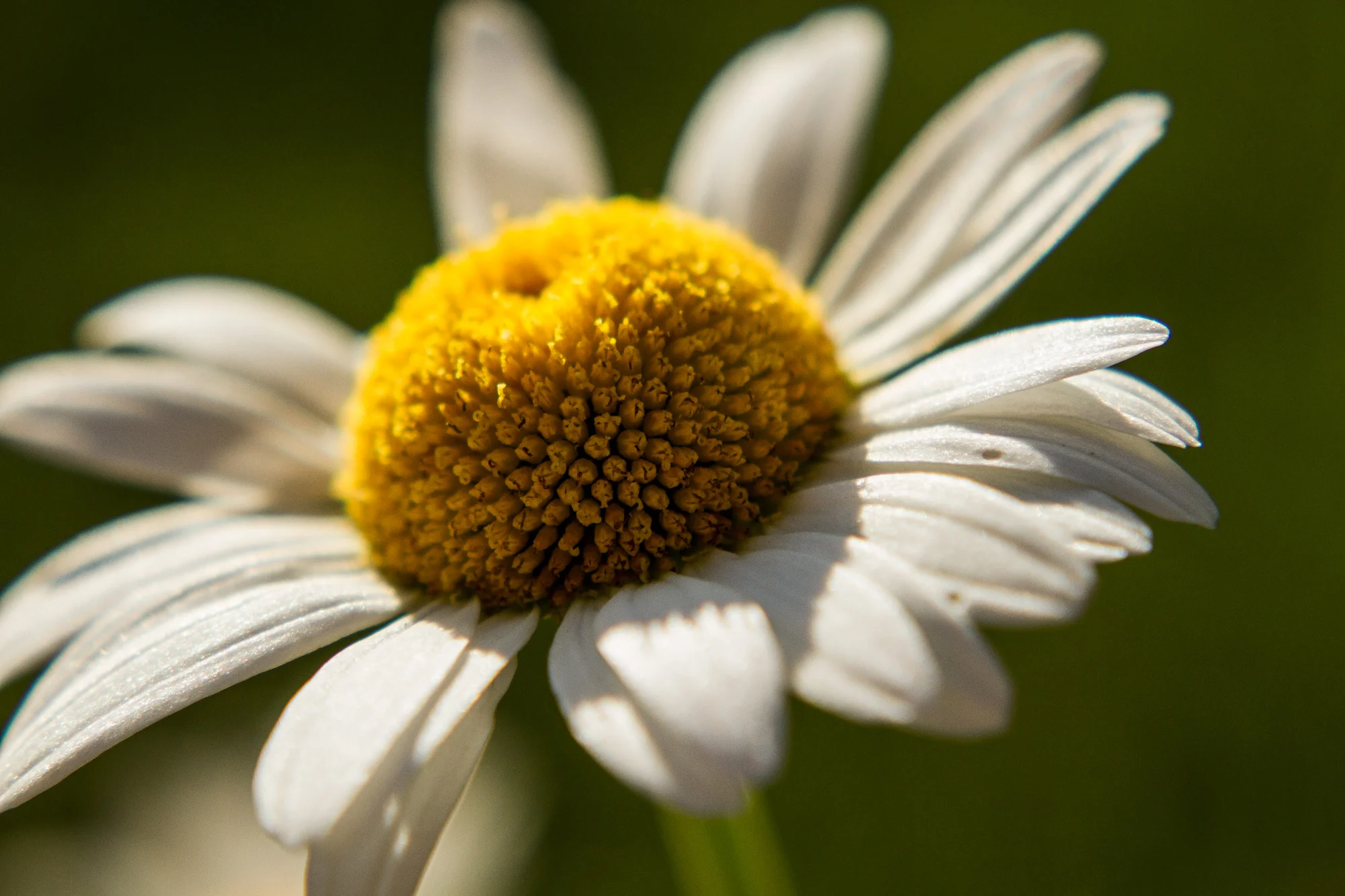 flower-yellow-corn.jpg