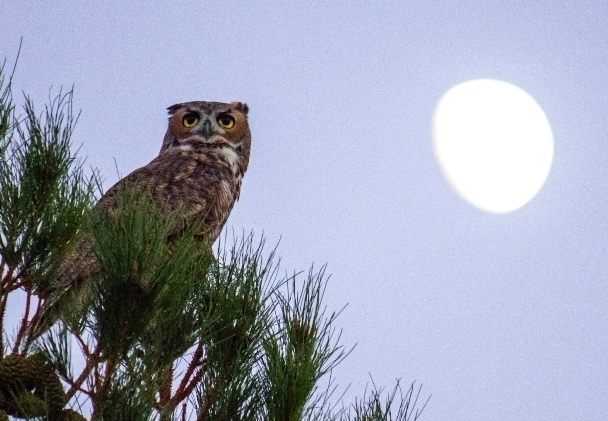 owl_web.jpg