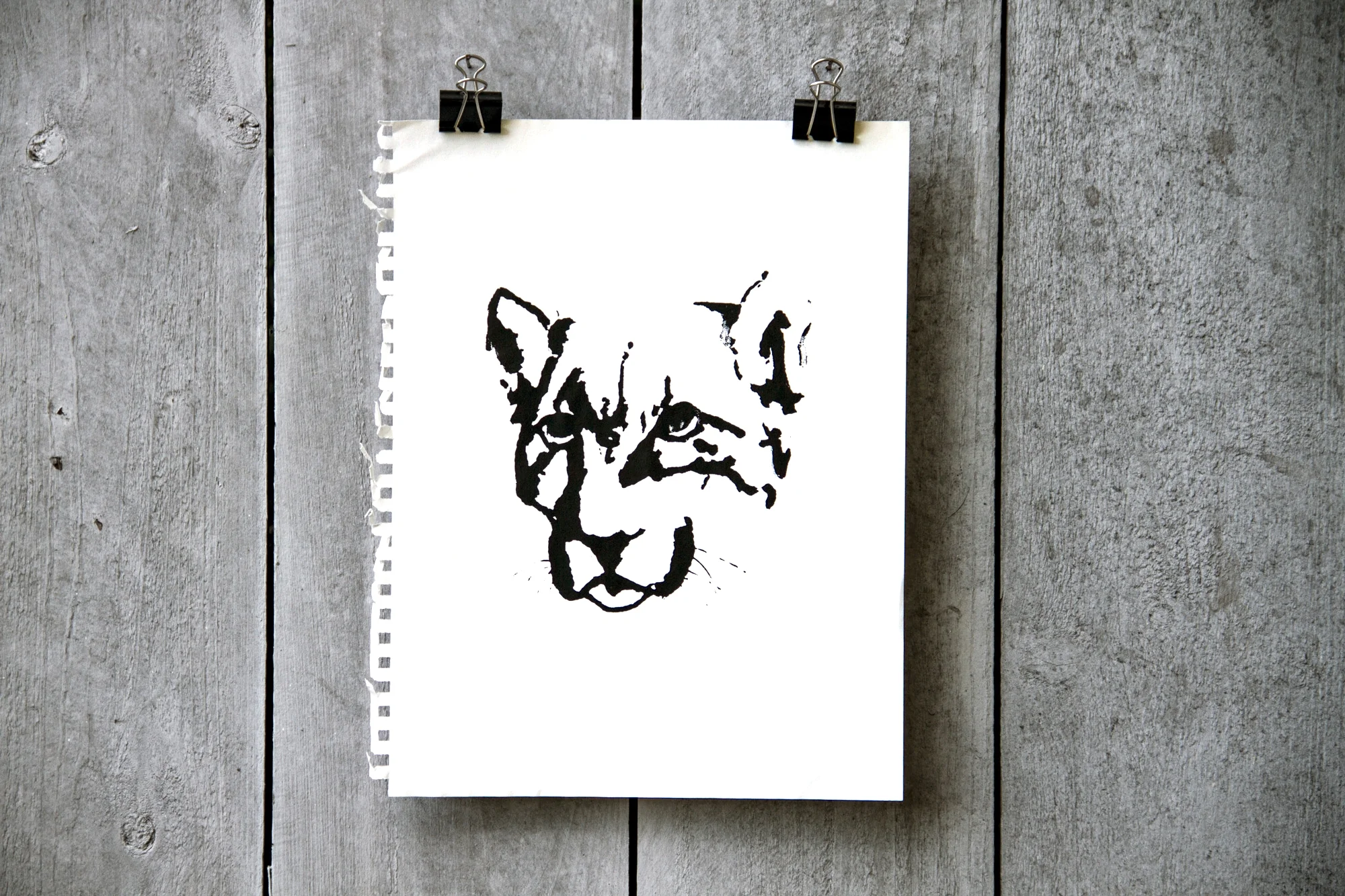 Cougar